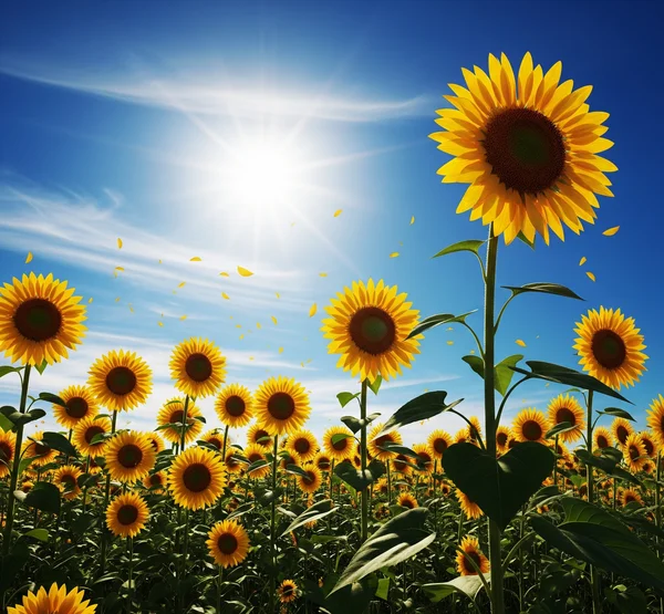 A field of sunflowers representing vitality and tarot card joy.